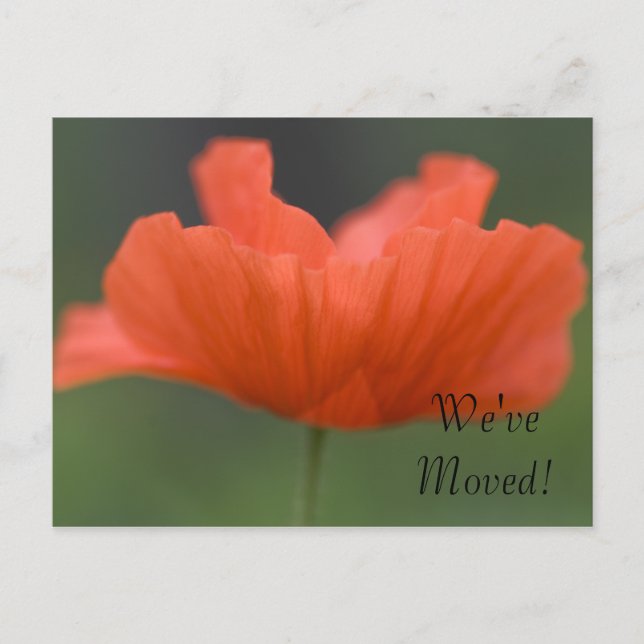 Carte Postale Faire-part Orange Poppy Changement d'adresse (Devant)