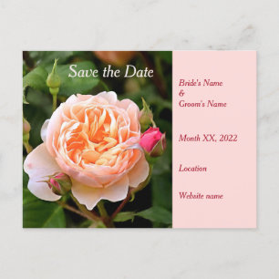 Carte Postale Faire-part Pale Orange Rose et Buds Enregistrer la date