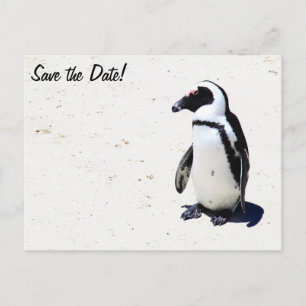 Carte Postale Faire-part Pingouin africain à la plage de rochers, Cape Town