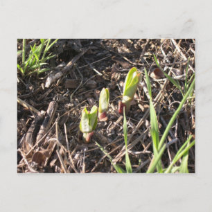 Carte Postale Faire-part Plantes tous neufs de milkweed