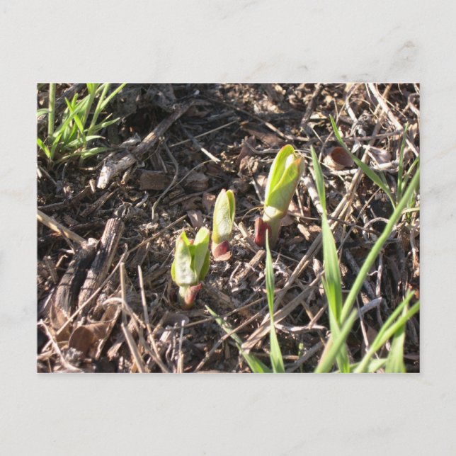Carte Postale Faire-part Plantes tous neufs de milkweed (Devant)