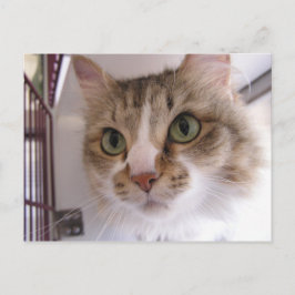 Carte Postale Faire-part Sandy