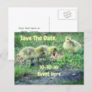 Carte Postale Faire-part Sauver la date Bébés oies du Canada Nature
