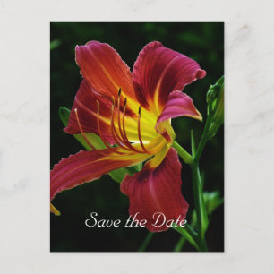 Carte Postale Faire-part sauver la date, fleur de lily tigre