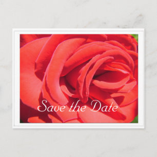 Carte Postale Faire-part sauver la date, rose rouge fleur