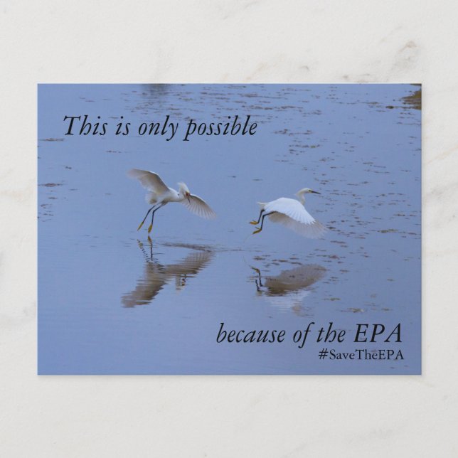 Carte Postale Faire-part Sauvez l'EPA Snowy Egret Heron (Devant)