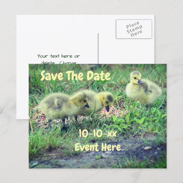 Carte Postale Faire-part Save The Date Canada Geese Babies Nature  (Devant / Derrière)