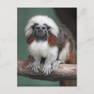Carte Postale Faire-part Tamarin de Coton-dessus