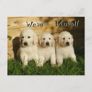 Carte Postale Faire-part Trois chiots Golden Retriever .We've Moved