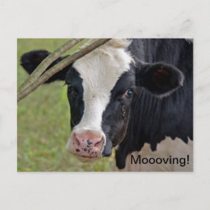 Carte Postale Faire-part Vache pour annonce de déménagement