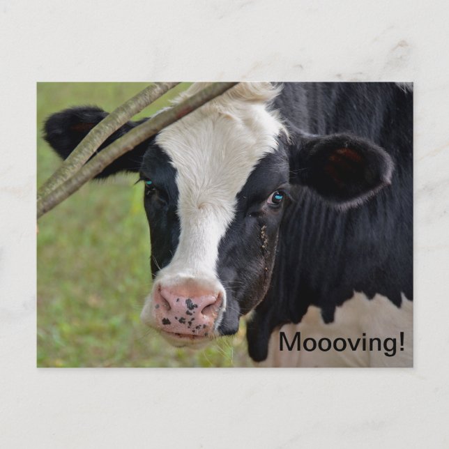 Carte Postale Faire-part Vache pour annonce de déménagement (Devant)