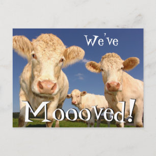 Carte Postale Faire-part Vaches drôle Nouvelle adresse que nous avons dépla