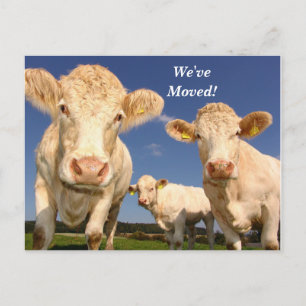 Carte Postale Faire-part Vaches que nous avons déplacées nouvelle adresse c