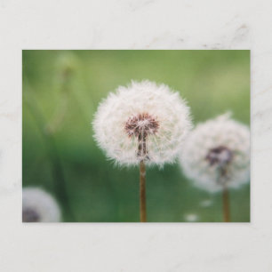 Carte Postale Faire un voeu