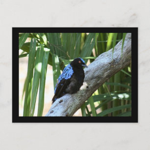 Carte postale Fairy Bluebird Photo