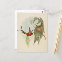 Fairy Topaz | John Gould
