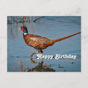 Carte Postale Faisan Bleu Photo Anniversaire