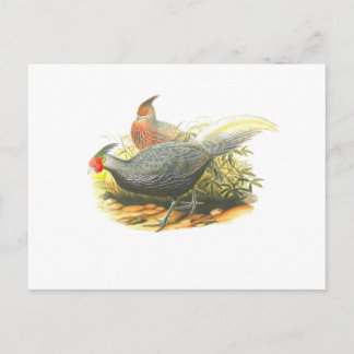 Carte Postale Faisan de Kalij
