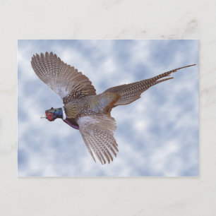 Carte Postale faisan en vol