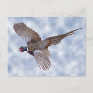Carte Postale faisan en vol