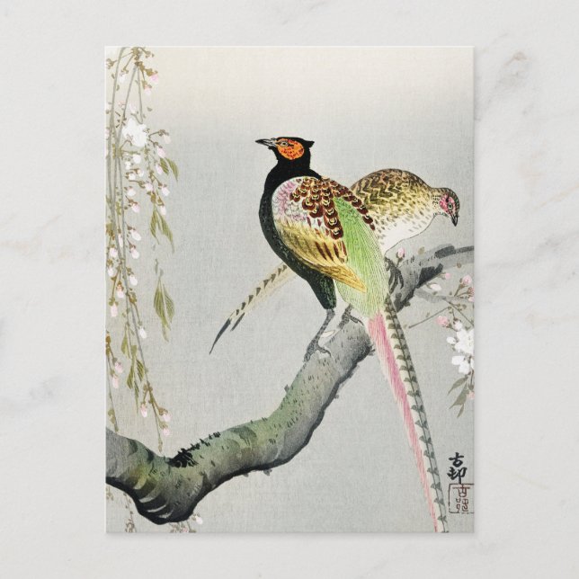 Carte Postale Faisans et fleurs de cerisier ++ Ohara Koson - (Devant)