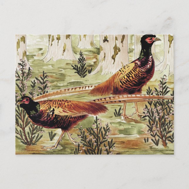 Carte Postale Faisans ordinaires de Maurice Pillard Verneuil (Devant)