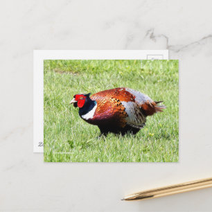 Carte Postale Faisant à anneaux dans l'herbe