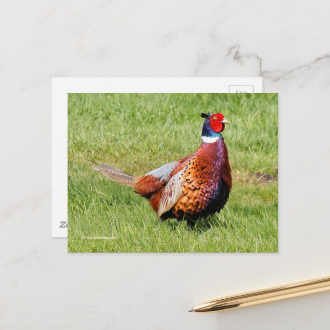 Carte Postale Faisant à cou à anneau surprenant en herbe (Devant/Arrière en situation)