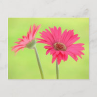 Faisceaux de Gerber rose personnalisables sur Vert