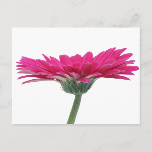 Carte Postale Faisée de Gerbera rose chaud (Devant)