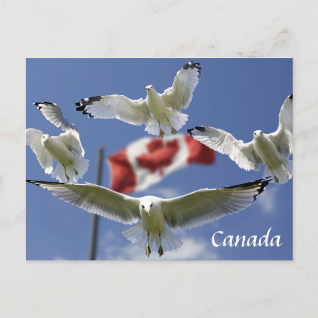 Carte postale faite sur commande de mouettes de (Devant)