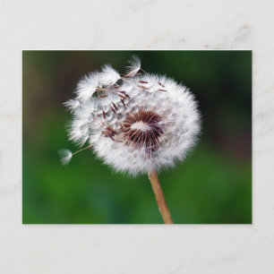 Carte postale - Faites un voeu