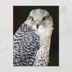 Carte Postale Falcon