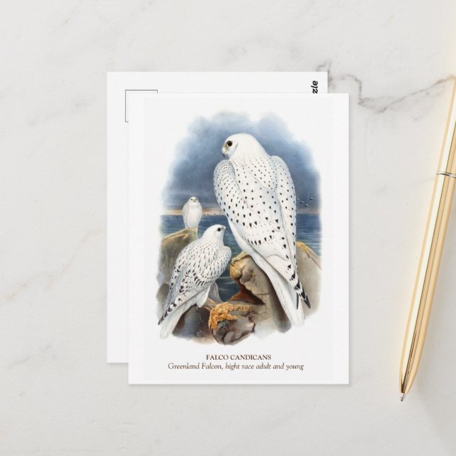 Carte Postale Falcon du Groenland (Devant/Arrière en situation)