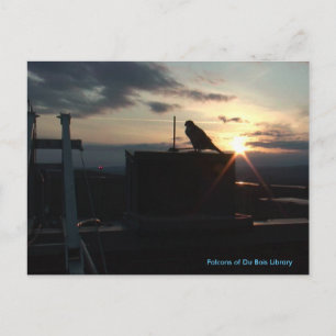 Carte postale Falcons de la bibliothèque du Bois