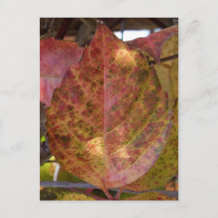 Carte postale Fall Leaves