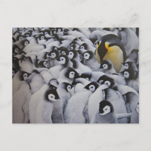 Carte Postale Familie Kaiserpinguine - Postkarte