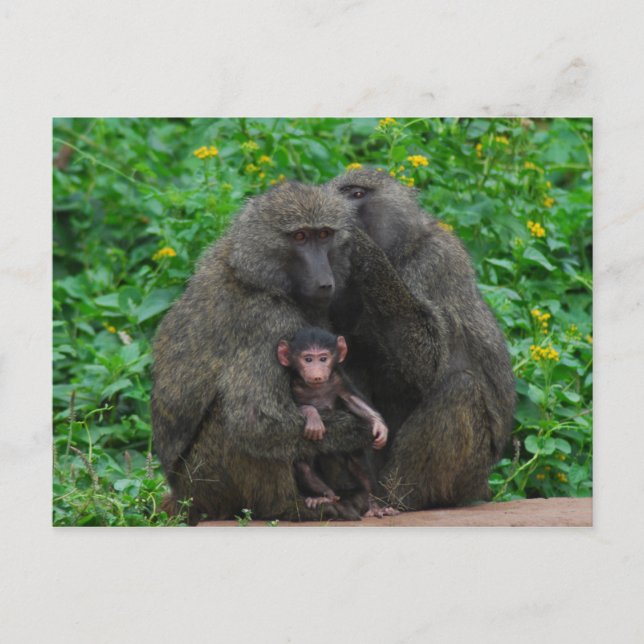 Carte Postale Famille Baboon (Devant)