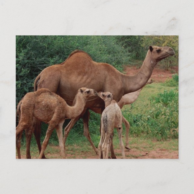 Carte Postale Famille Camel (Devant)