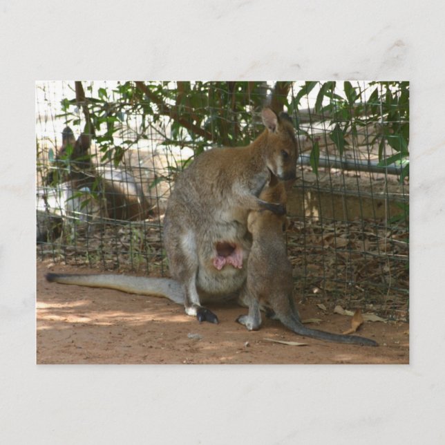 Carte Postale Famille Cangaroo (Devant)