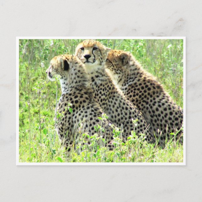 Carte Postale famille cheetah (Devant)