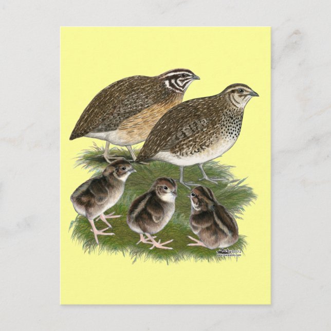 Carte Postale Famille Coturnix Quail (Devant)