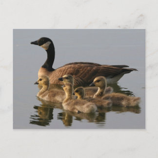 Carte Postale Famille de canard sauvage