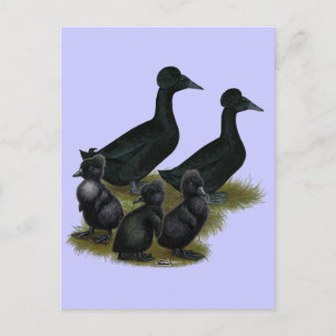 Carte Postale Famille de canards à crête noire