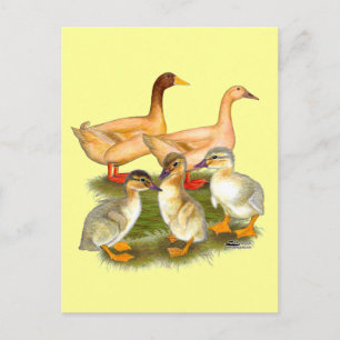 Carte Postale Famille de canards Buff Orpington