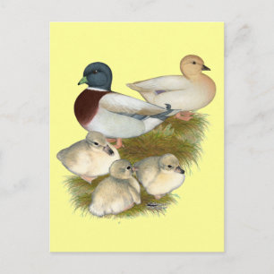 Carte Postale Famille de canards colverts pastel