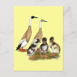 Carte Postale Famille de canards coureurs bigarrés