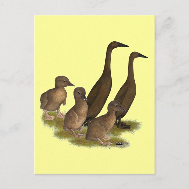 Carte Postale Famille de canards coureurs de chocolat (Devant)