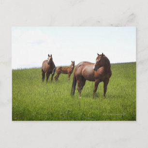 Carte Postale Famille de cheval dans le champ