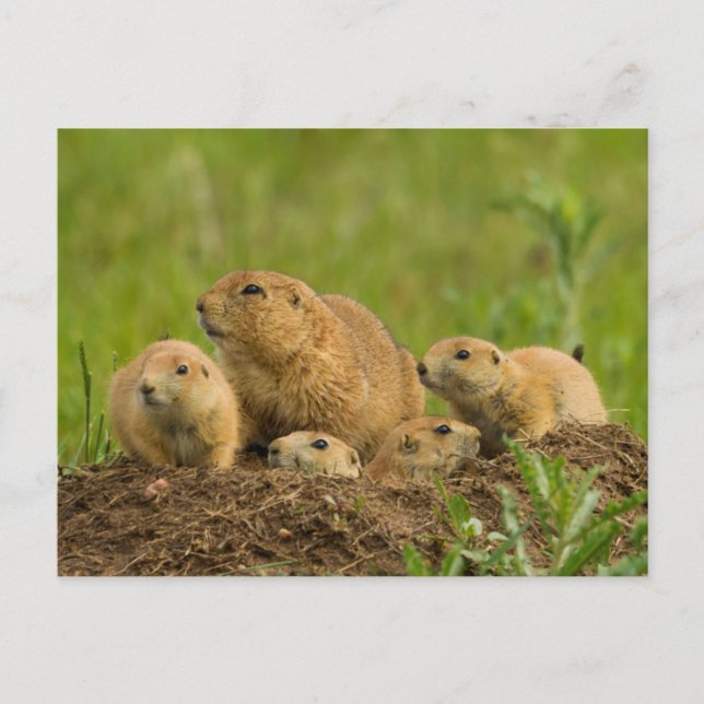 Carte Postale Famille de chiens de prairie sur un terrier (Devant)